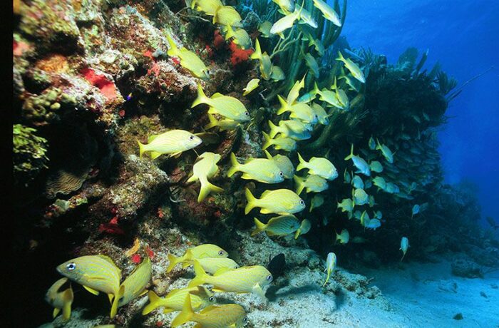 dive centers cancun