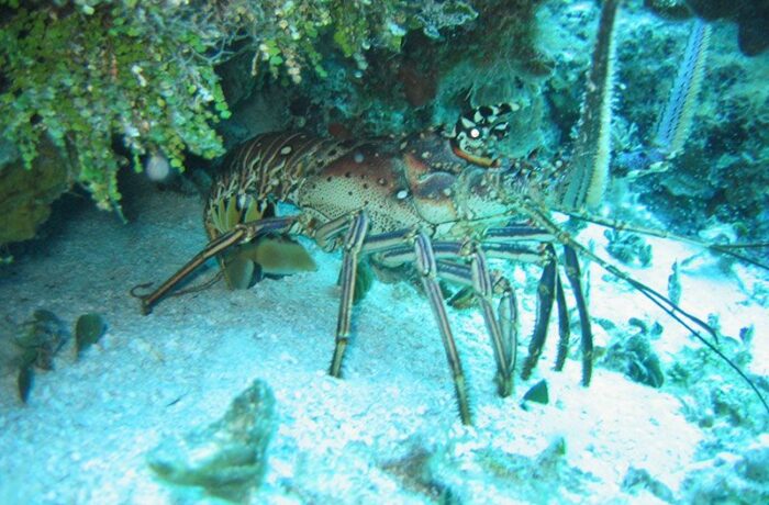 scuba diving cancun