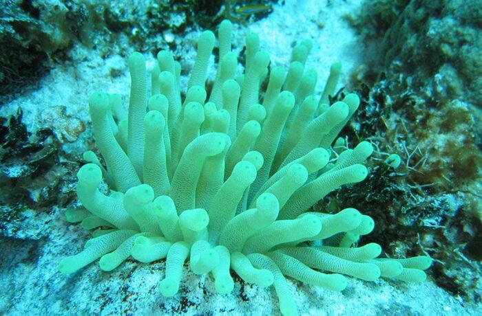 buceo cancún