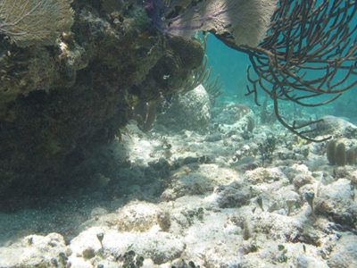 cancun fare snorkel