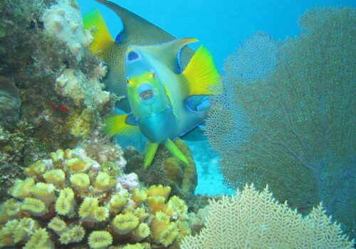 cancun snorkeling centers