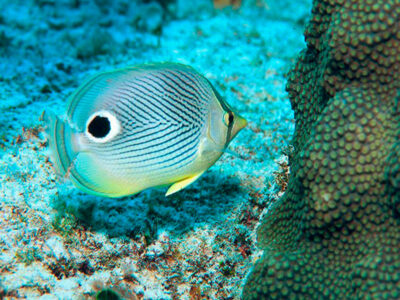 cancun fare snorkeling