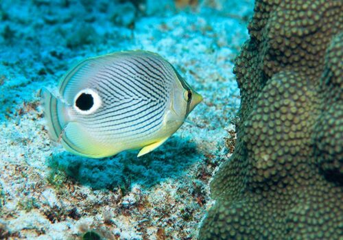 snorkeling cancun