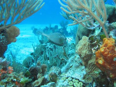 Snorkeling Cancun