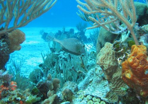 Cancun Snorkeling