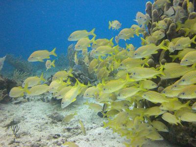 fare snorkeling Cancun messico