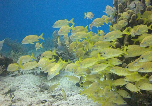 snorkeling trips cancun