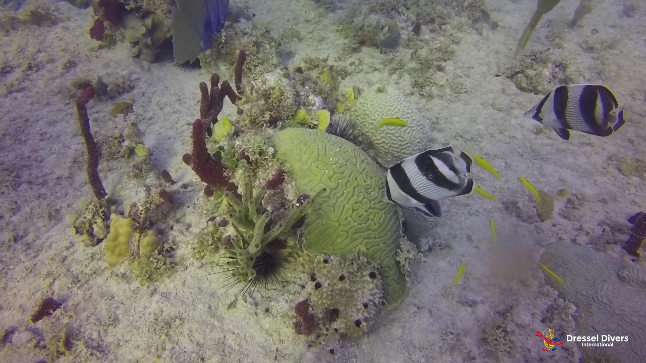 Spawning Of Brain Coral in Bayahibe - foureye