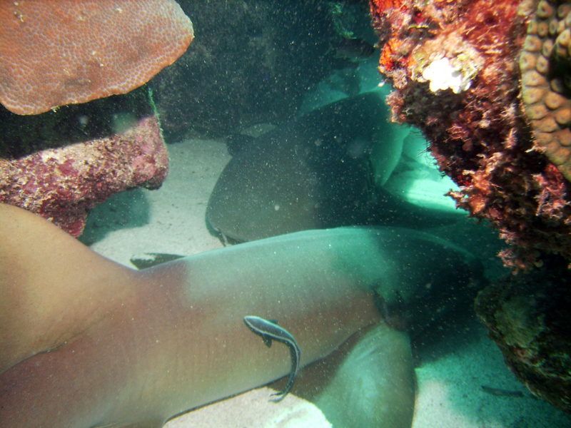 Adventure  Montego Bay Marine Park