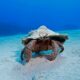 Caribbean Crabs - cangrejos del caribe