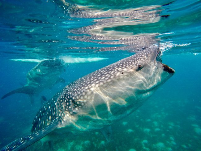 Caribbean Scuba Diving - Bucear en el Caribe - 2