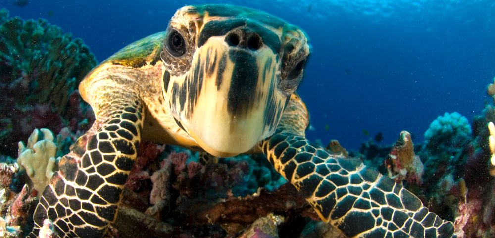 Caribbean Scuba Diving - Bucear en el Caribe -principal