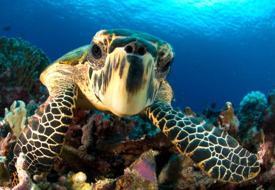 Caribbean Scuba Diving - Bucear en el Caribe -principal