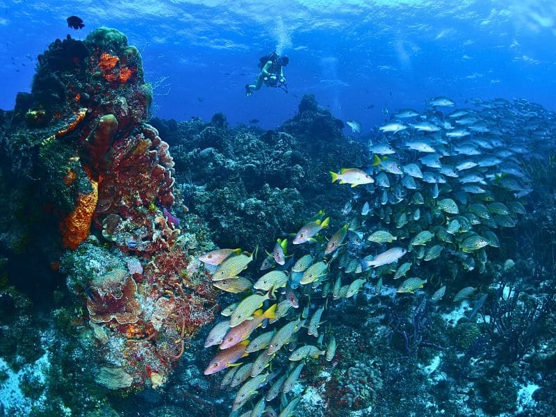 Caribbean Sea Adventures in Cozumel - aventuras caribeñas en Cozumel