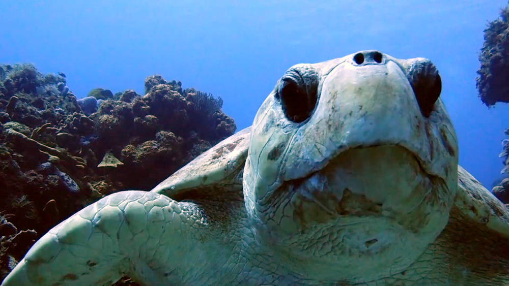 Caribbean Sea Turtles Loggerhead 2 - tortugas marinas del caribe