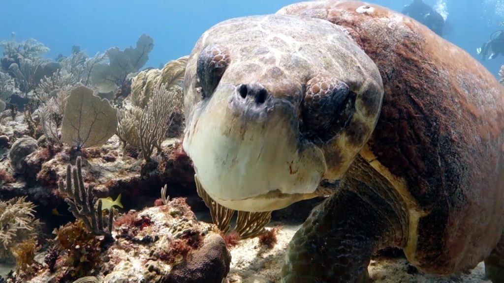 Caribbean Sea Turtles - Loggerhead - tortugas marinas del caribe