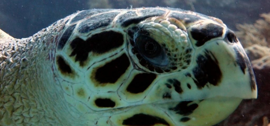 ribbean Sea Turtles - hawksbill - tortugas marinas del caribe