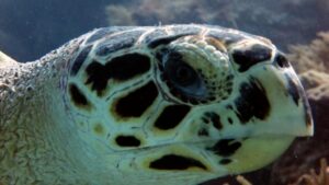 ribbean Sea Turtles - hawksbill - tortugas marinas del caribe