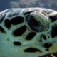 Caribbean Sea Turtles - hawksbill