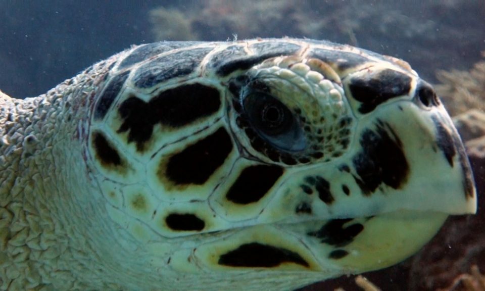 Caribbean Sea Turtles - hawksbill