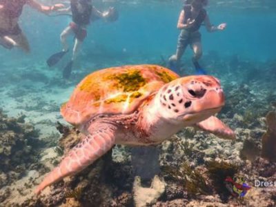 Snorkel in the riviera maya - turtle - snorkel en la Riviera Maya