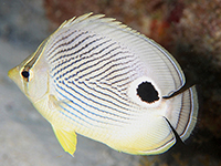 Caribbean fish - butterflyfish