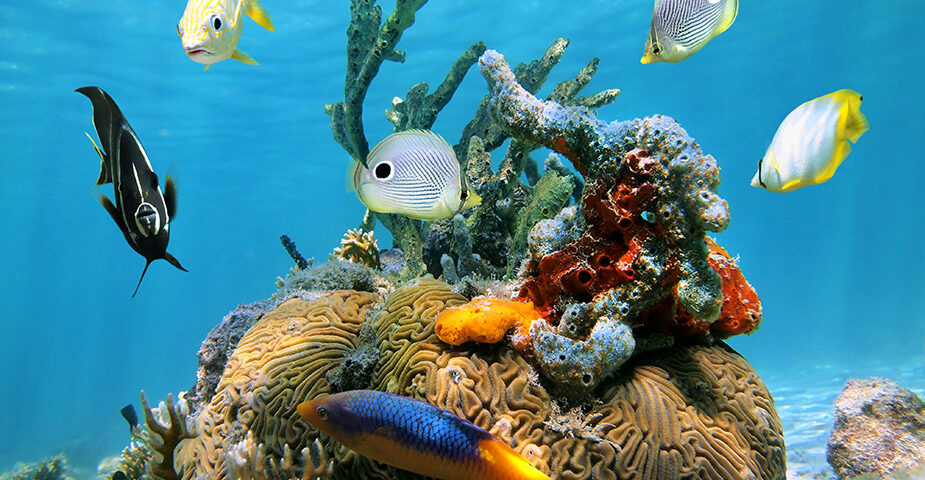 Caribbean Sea Life - fauna del mar caribe