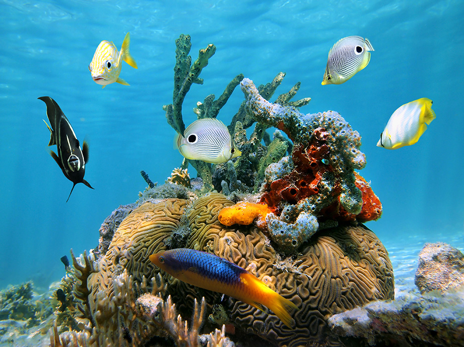 Caribbean Sea Life: The List Of the Most Beautiful Marine Animals
