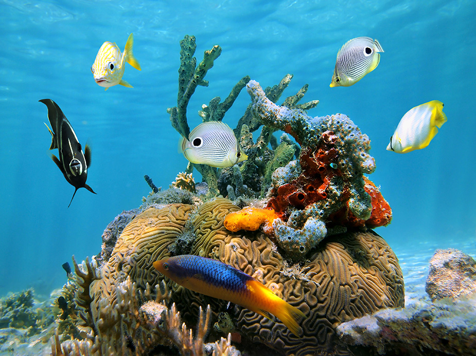 Caribbean Sea Life - fauna del mar caribe