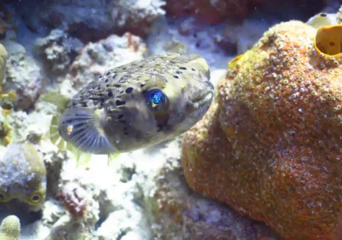 Catatamaran snorkel tour in Montego Bay Catatamaran snorkel tour in Montego Bay
