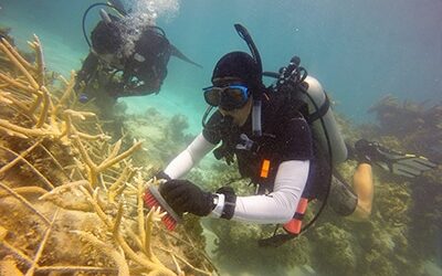 Coco Reef Diving - WRECK diving - excursión de buceo en arrecifes y naufragios