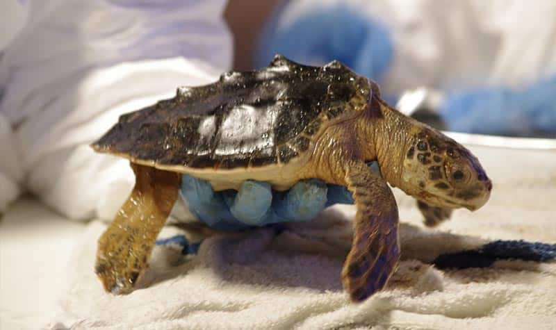 Conservation of Sea Turtles (1) conservación de tortugas marinas en el Caribe
