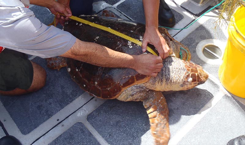 Conservation of Sea Turtles (2) conservación de tortugas marinas en el Caribe