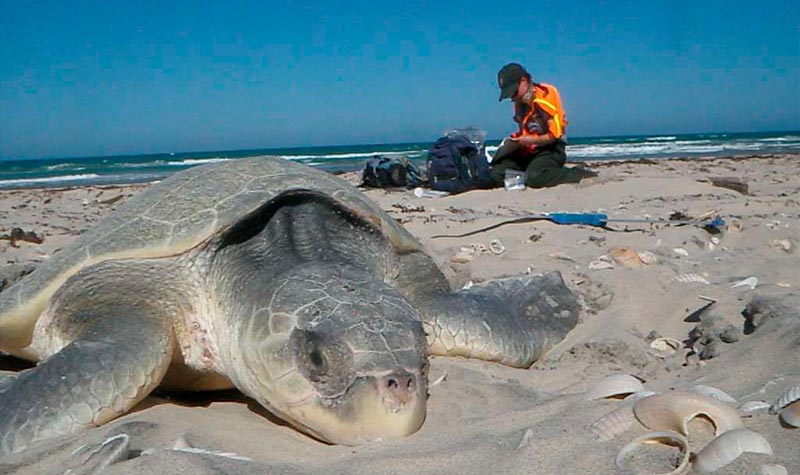 Conservation of Sea Turtles (3) conservación de tortugas marinas en el Caribe