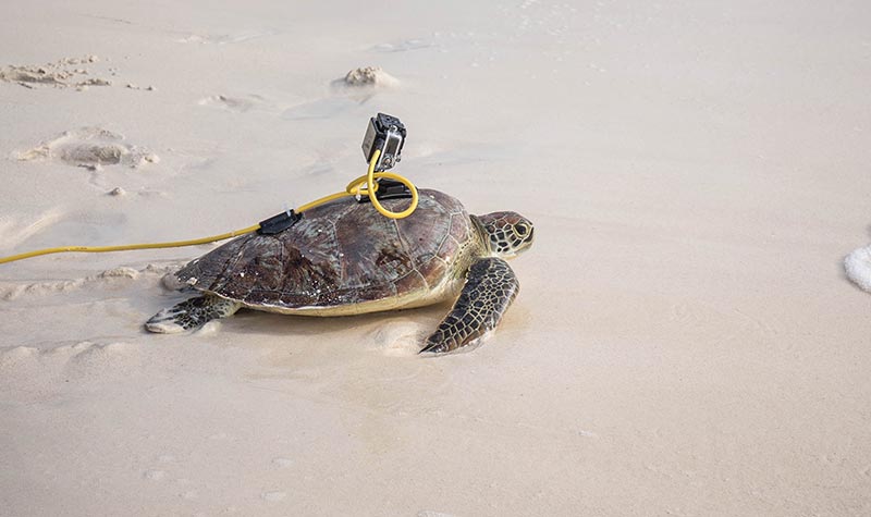 Conservation of Sea Turtles (5) conservación de tortugas marinas en el Caribe