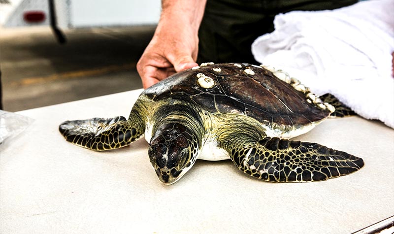 Conservation of Sea Turtles (7) conservación de tortugas marinas en el Caribe