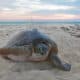 Conservation of Sea Turtles (PRINCIPAL) conservación de tortugas marinas en el Caribe