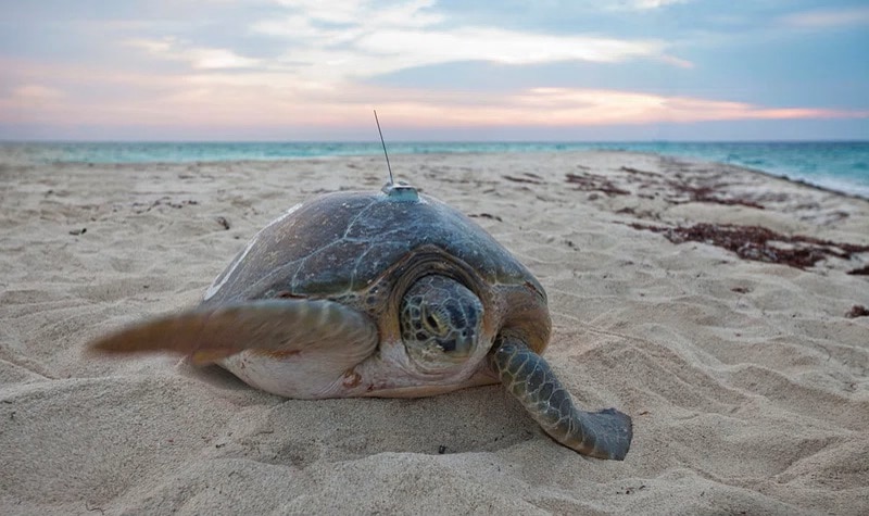 Conservation of Sea Turtles (PRINCIPAL) conservación de tortugas marinas en el Caribe