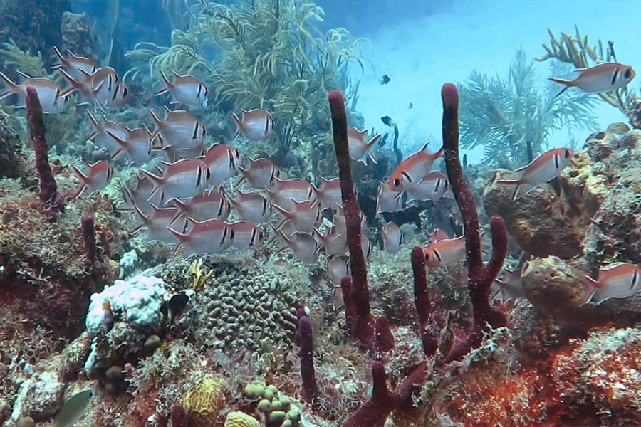 Coral reef Dominica Republic - arrecifes de coral de la República Dominicana (1)