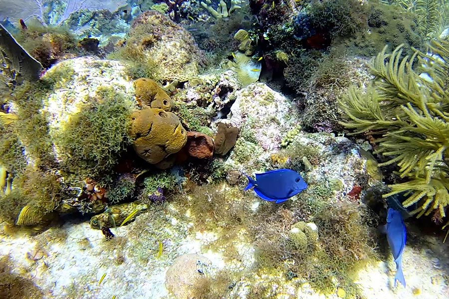 Coral reefs of the Dominica Republic - arrecifes de coral de la República Dominicana (2)