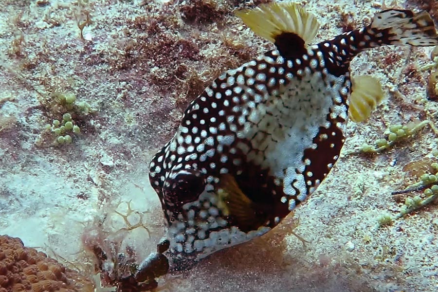 Coral reefs of the Dominica Republic - arrecifes de coral de la República Dominicana (4)