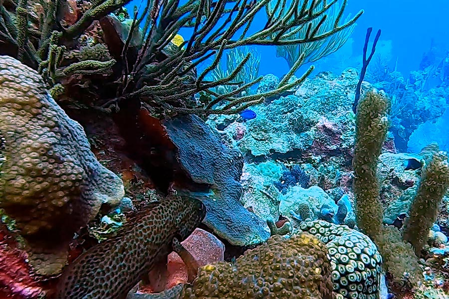 Coral reefs Dominica Republic - arrecifes de coral de la República Dominicana (7)
