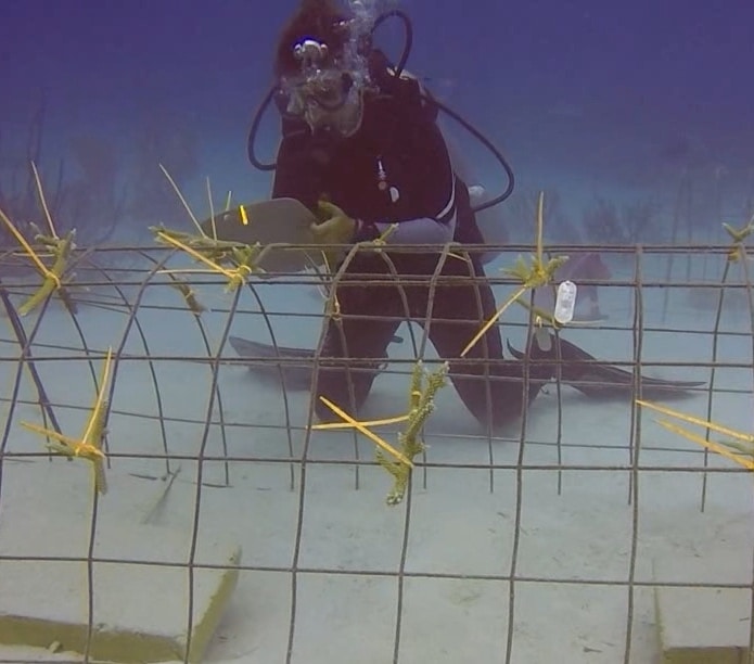 Coral transplantation in Punta Cana