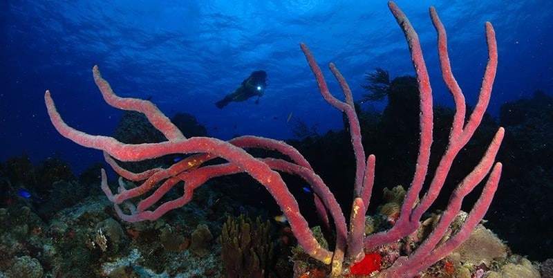 Cozumel 400x200