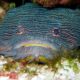 Cozumel Marine Life - Splended toadfish