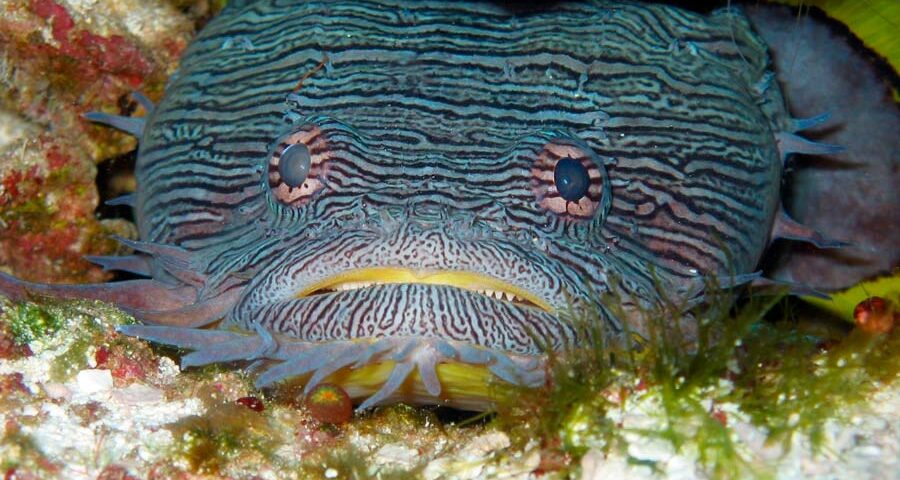 Cozumel Marine Life - Splended toadfish - Vida marina de Cozumel