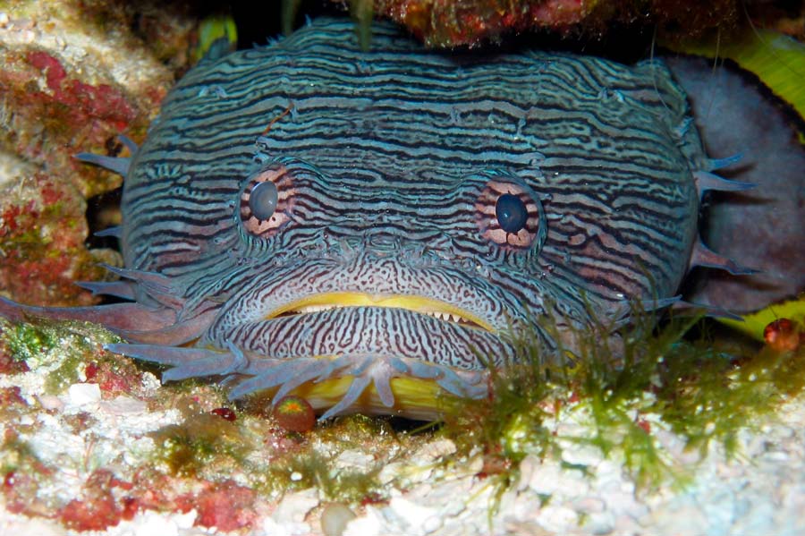 Cozumel Marine Life - Splended toadfish - Vida marina de Cozumel