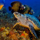 Cozumel Marine Park History - main picture
