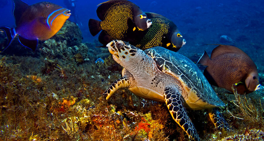 Cozumel Marine Park History - main picture