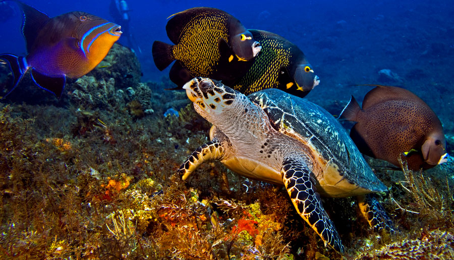 Cozumel Marine Park History - main picture